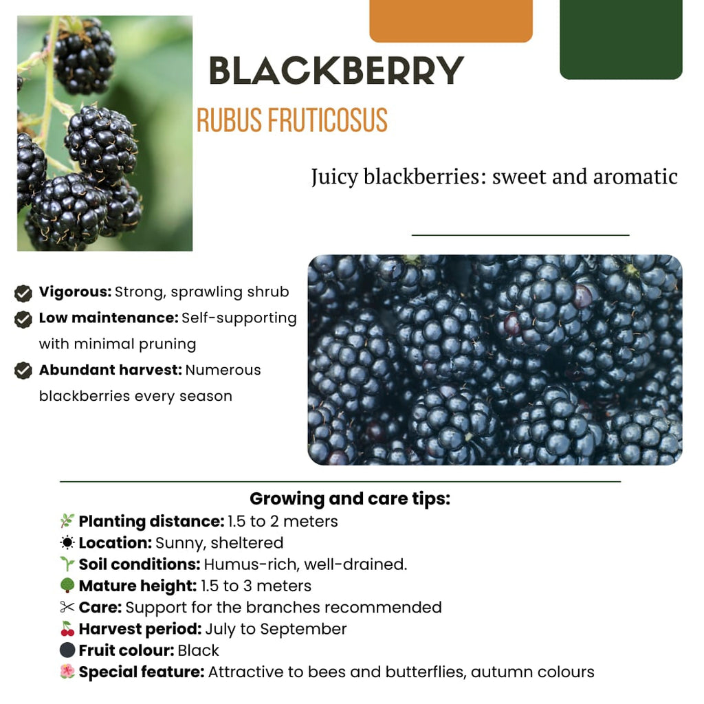 Bio Brombeere Rubus fruticosus – Biologische Brombeersträucher – Ø13cm – ↕20cm – Frostbeständig & Reichtragend – Plant