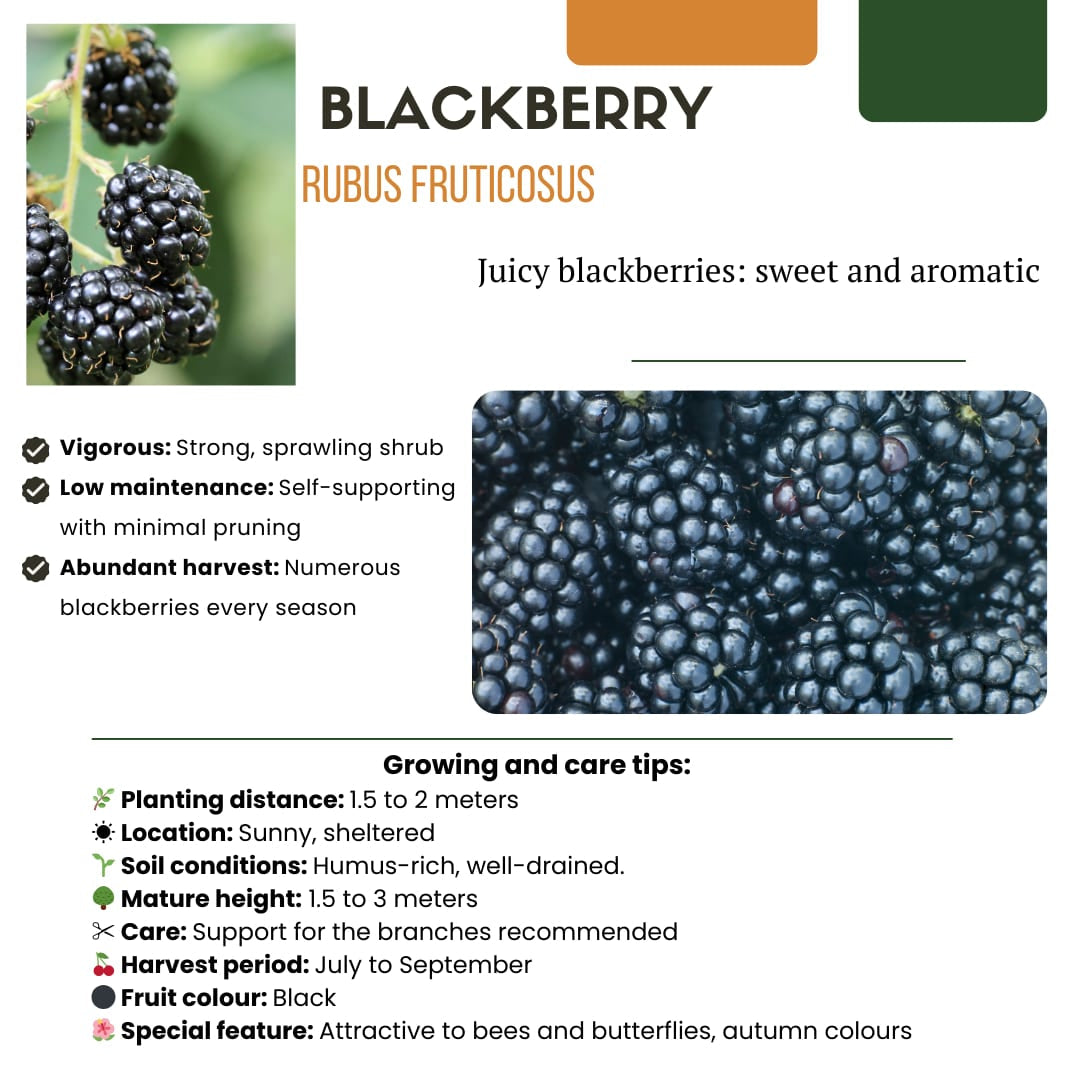 Bio Brombeere Rubus fruticosus – Biologische Brombeersträucher – Ø13cm – ↕20cm – Frostbeständig & Reichtragend – Plant