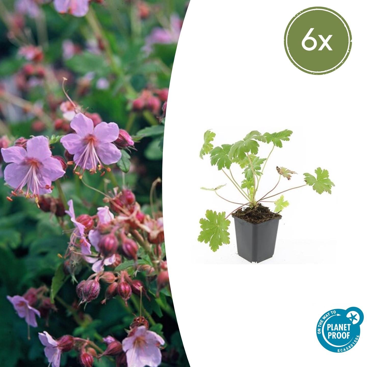 Balkan – Storchschnabel Geranium macr. 'Ingwersen's Var.' – ↕10-25cm – Ø9cm – mit zartrosafarbenen Blüten – Plant