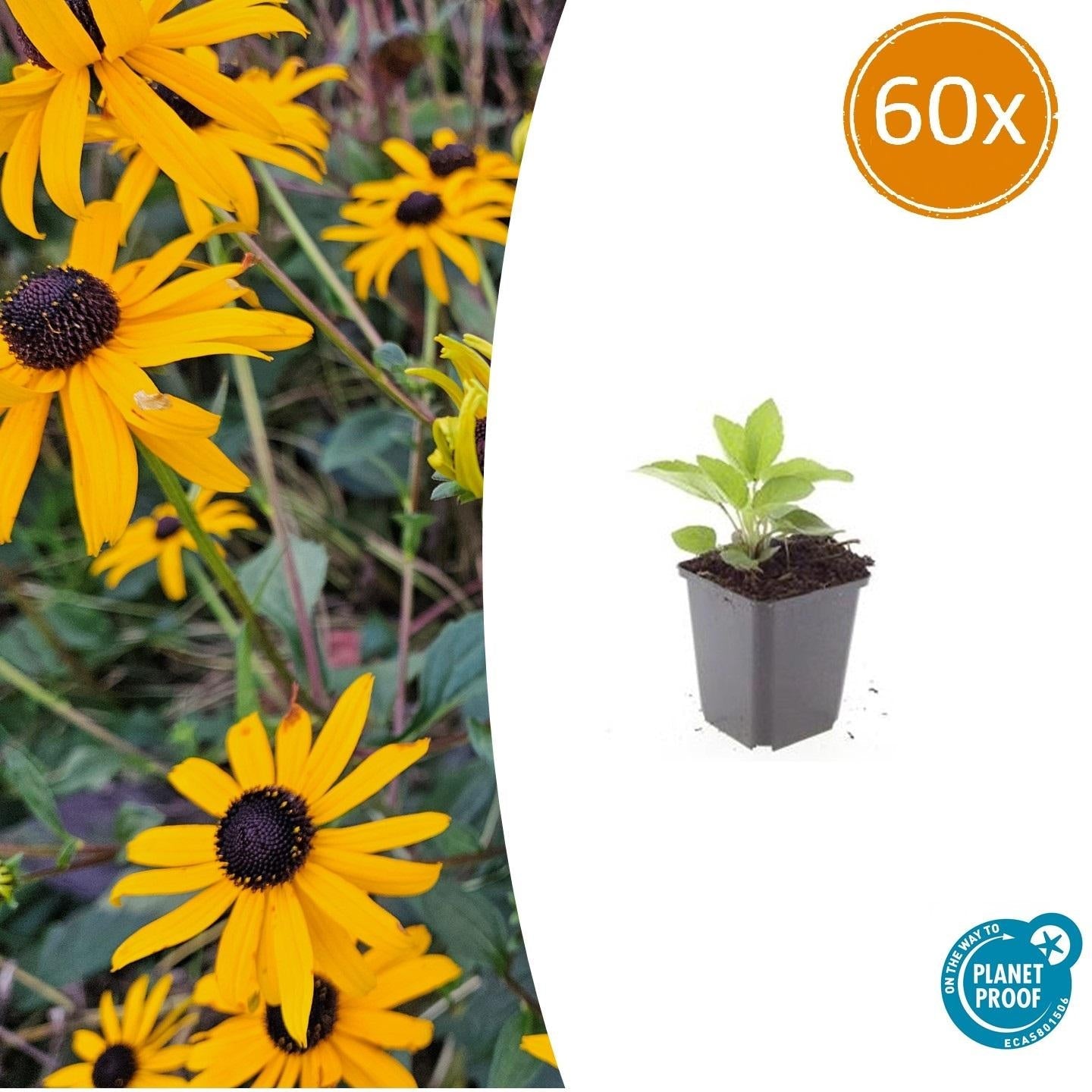 Leuchtender Sonnenhut Rudbeckia fulgida 'Goldsturm' – ↕10-25cm – Ø9cm – Gelbe Blüten – Bienenfreundlich – Pflegeleichte Staude – Plant