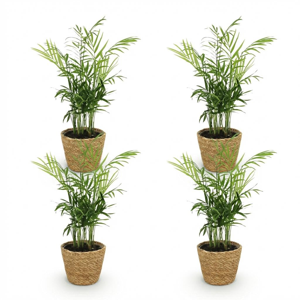 Chamaedorea Elegans Goldpalme Zimmerpflanze inkl. Naturkorb