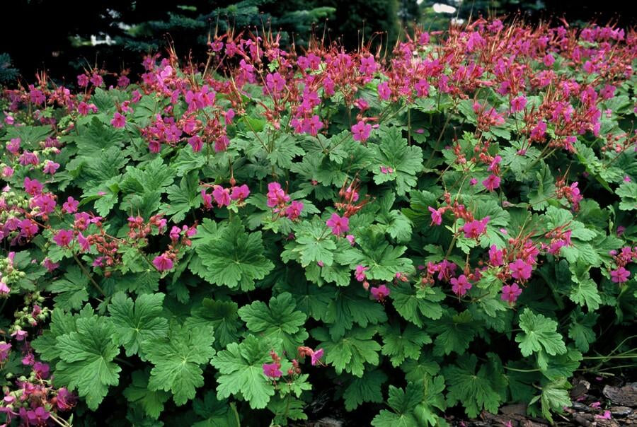 Storchschnabel Geranium macrorrhizum 'Czakor' – ↕10-25cm – Ø9cm – Tiefrosa Blüten – Aromatisches Laub – Robuster Bodendecker – Plant
