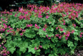 Storchschnabel Geranium macrorrhizum 'Czakor' – ↕10-25cm – Ø9cm – Tiefrosa Blüten – Aromatisches Laub – Robuster Bodendecker – Plant