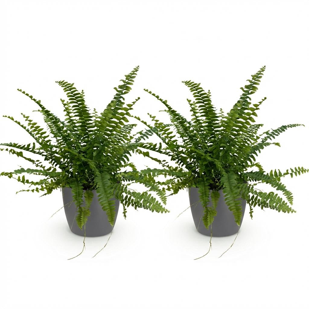 Nephrolepsis Exaltata Green Lady Farn – Zimmerpflanze im grauen Topf Ø12cm Höhe25cm – Haustierfreundliche Grünpflanze – Luftreinigend & Pflegeleicht