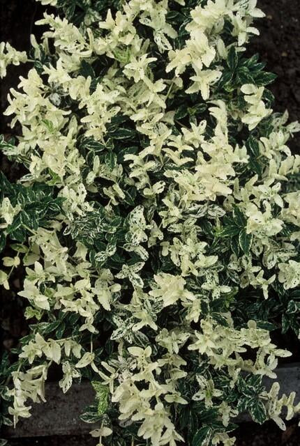 Kriechspindel – Euonymus fortunei 'Harlequin' – ↕10-25cm – Ø9cm – Buntlaub – Sonne & Schatten – Pflegeleicht – Winterhart – Plant
