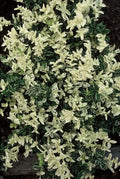 Kriechspindel – Euonymus fortunei 'Harlequin' – ↕10-25cm – Ø9cm – Buntlaub – Sonne & Schatten – Pflegeleicht – Winterhart – Plant