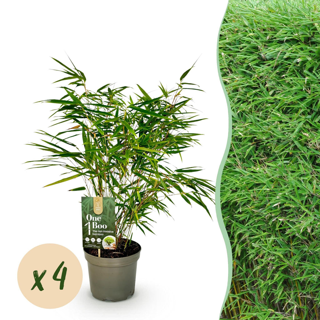 Bambus Fargesia rufa – Immergrün – Nicht ausbreitend – Grüner Bambus für Hecke, Garten & Terrasse – Ø17cm Höhe ca. 60cm – Plant