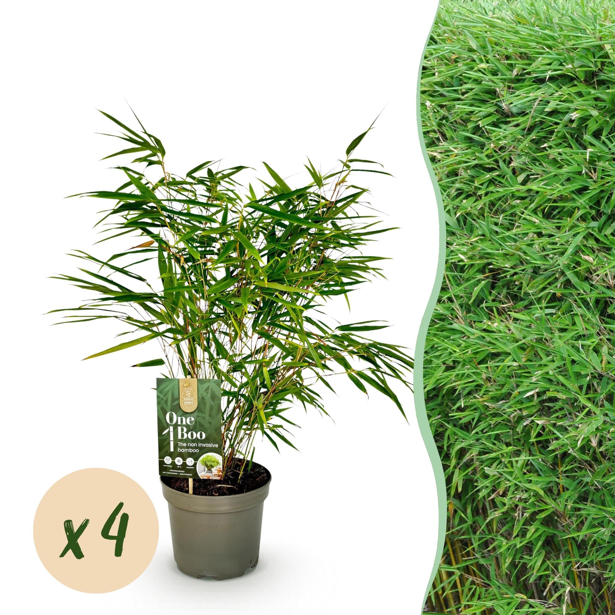 Bambus Fargesia rufa – Immergrün – Nicht ausbreitend – Grüner Bambus für Hecke, Garten & Terrasse – Ø17cm Höhe ca. 60cm – Plant