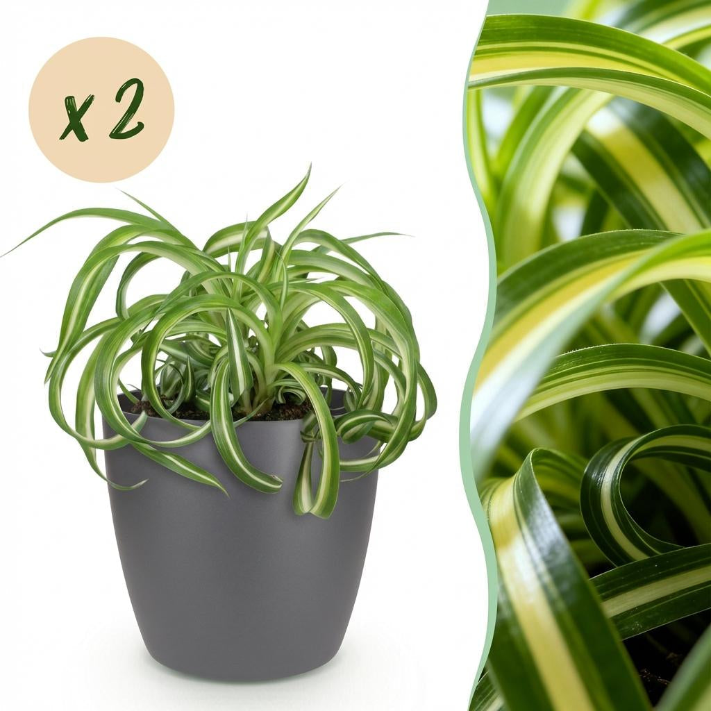 Chlorophytum Comosum Bonnie Lockige Graslilie – Zimmerpflanzen im grauen Topf Ø12cm Höhe20cm – Haustierfreundliche Grünpflanze