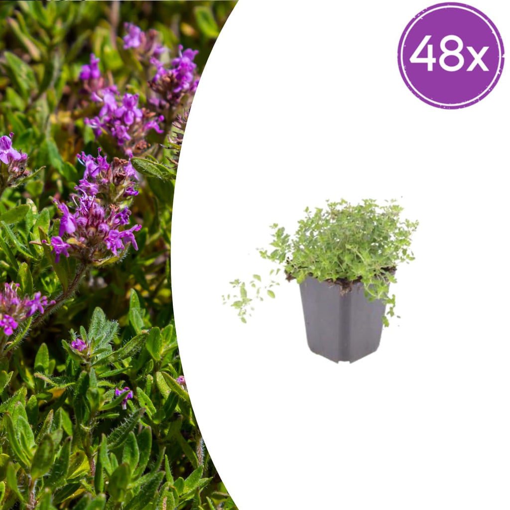 Thymus serpyllum Pflanzenset – Ø9cm – Duftender Bodendecker für sonnige Standorte – Plant