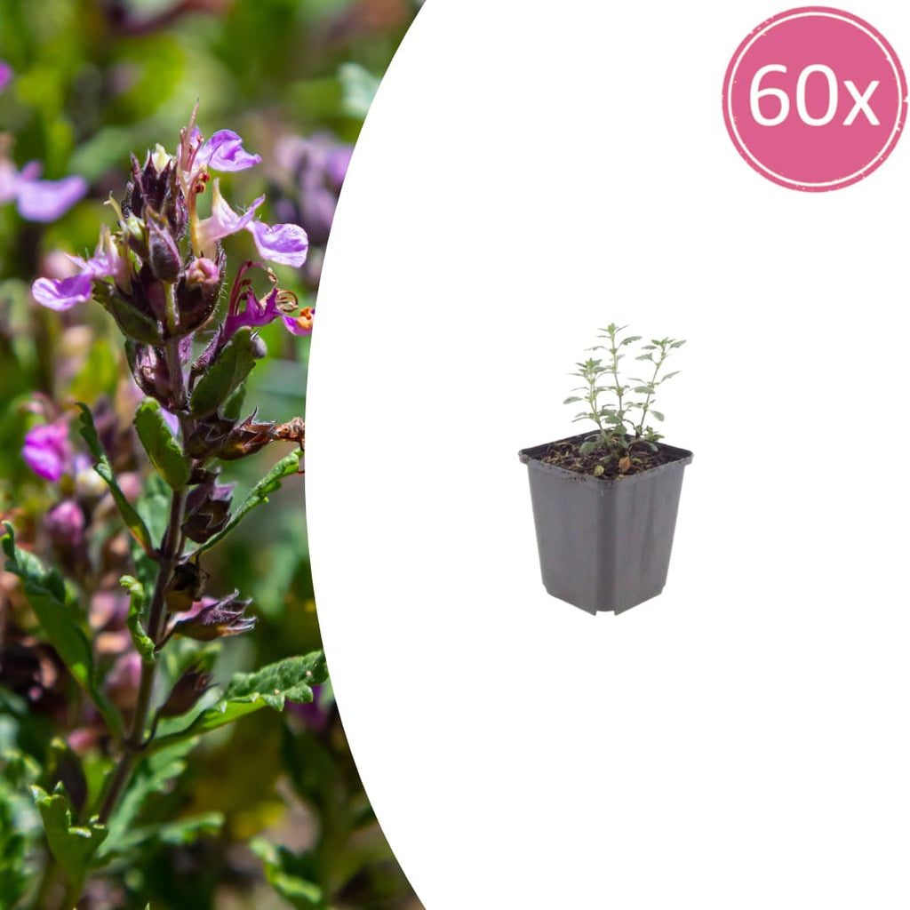 Teucrium lucidrys – Ø9cm – Höhe 10-25cm – Immergrüner Halbstrauch – Schnittverträglich – Für Hecke, Steingarten & moderne Gartenanlagen