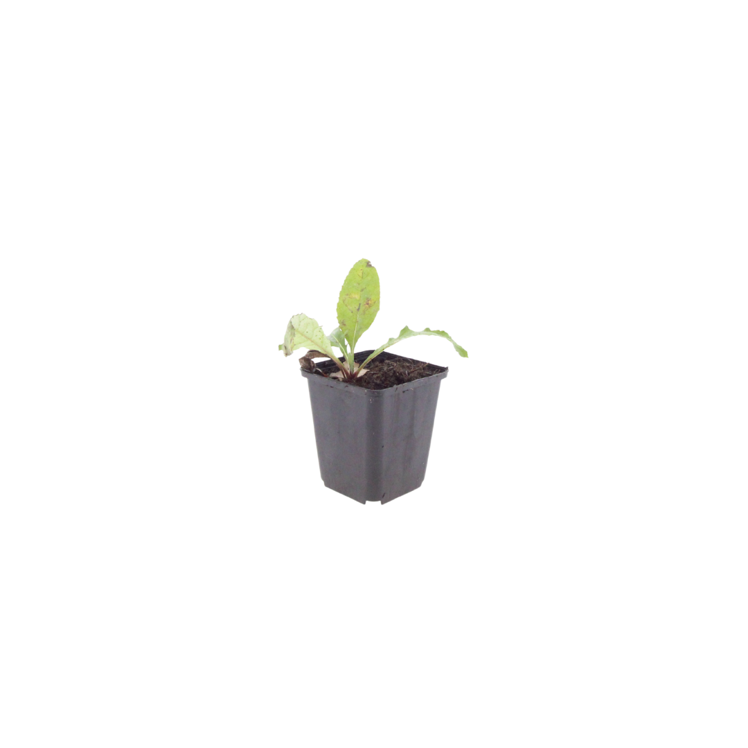 Kugeldistel Echinops ritro – 10-25cm – Ø9cm – Winterharte Staude mit blauen Blütenkugeln