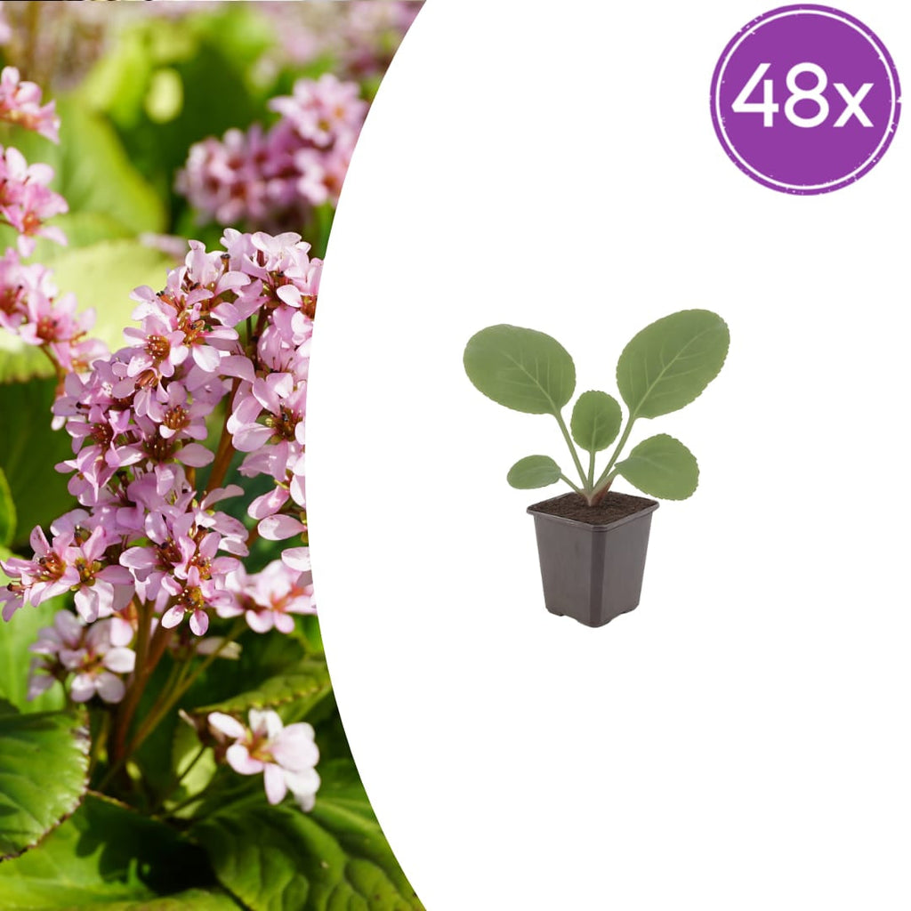 Schusterblume Bergenia cordifolia – 10-25cm – Ø9cm – Immergrüne Staude mit rosa Blüten