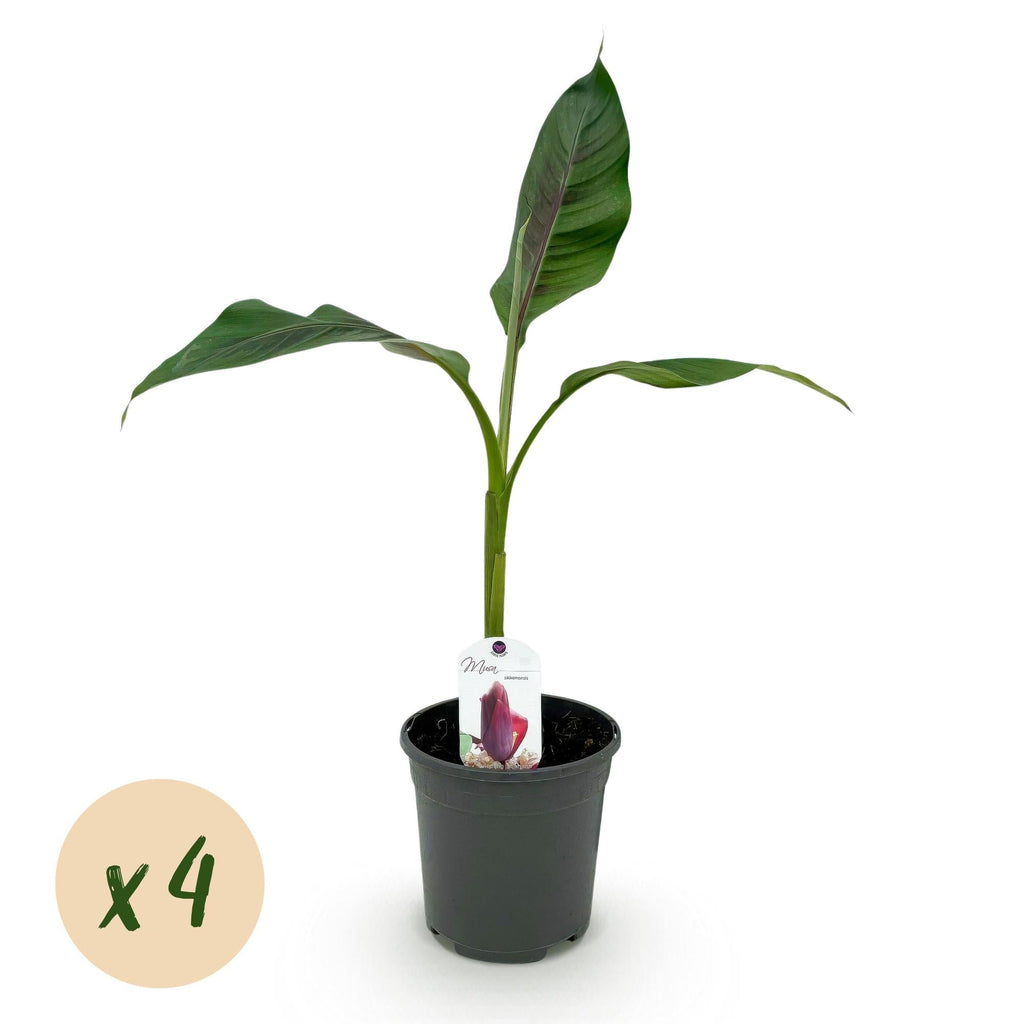 Bananenpflanze Musa sikkimensis Red Tiger – Winterhart – Obstpflanze – Ø17cm, Höhe ca. 40cm – grünen Blättern – Plant