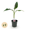Bananenpflanze Musa sikkimensis Red Tiger – Winterhart – Obstpflanze – Ø17cm, Höhe ca. 40cm – grünen Blättern – Plant