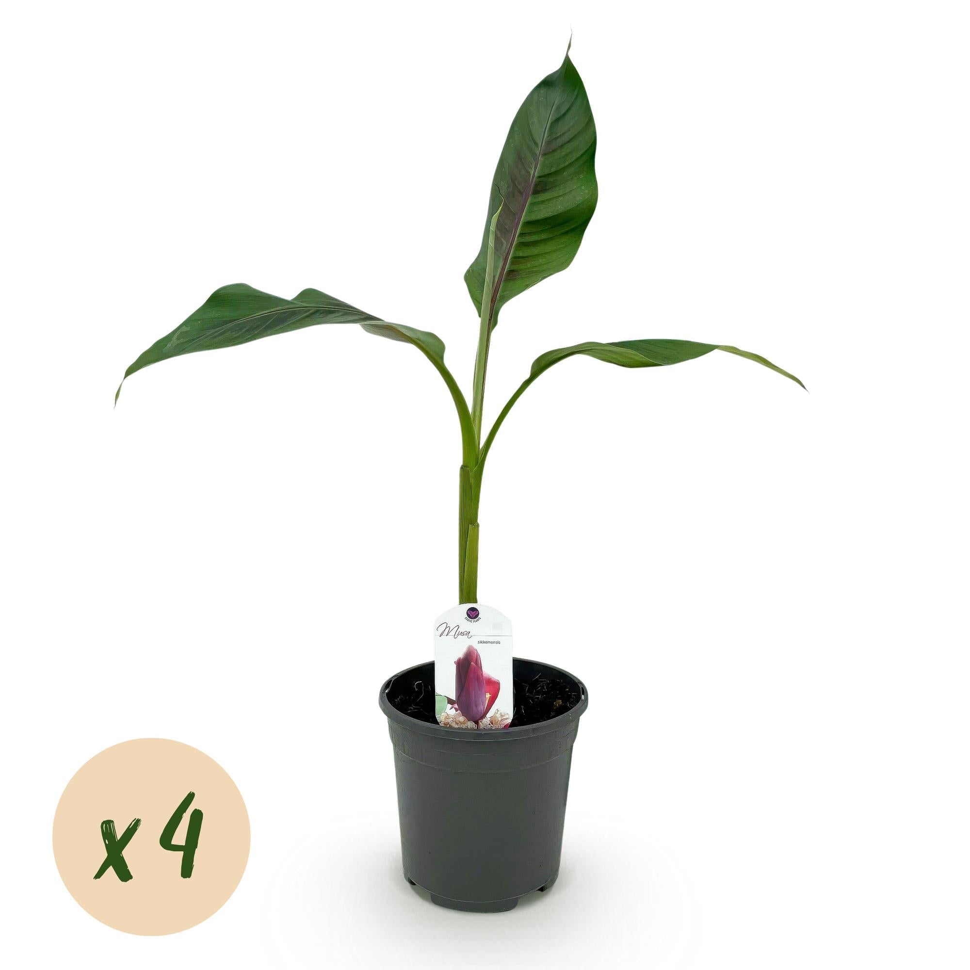 Bananenpflanze Musa sikkimensis Red Tiger – Winterhart – Obstpflanze – Ø17cm, Höhe ca. 40cm – grünen Blättern – Plant