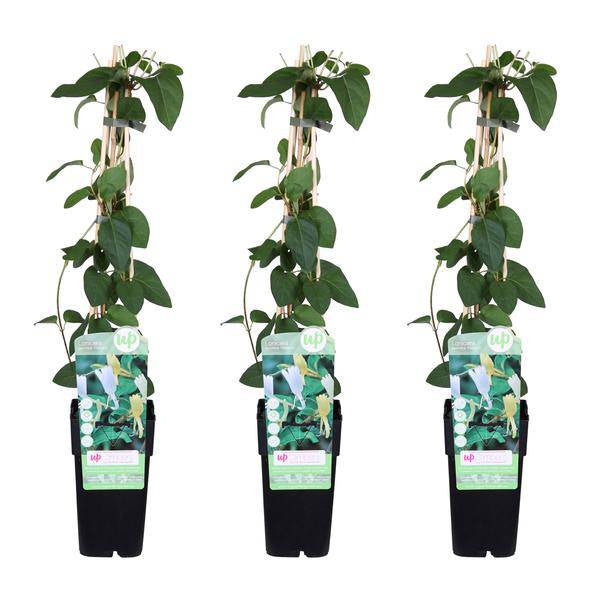 Gelbbunte Geißschlinge – Lonicera japonica ‘Halliana’ – Ø15cm x ↕65cm – Stark duftende Kletterpflanze mit gelb – weißen Blüten – Plant