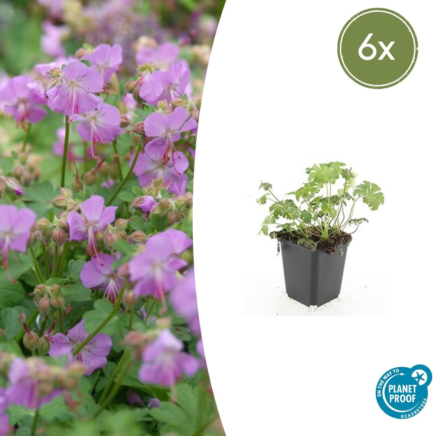 Storchschnabel Geranium cantabrigiense 'Cambridge' – ↕10-25cm – Ø9cm – Pflegeleicht – Plant