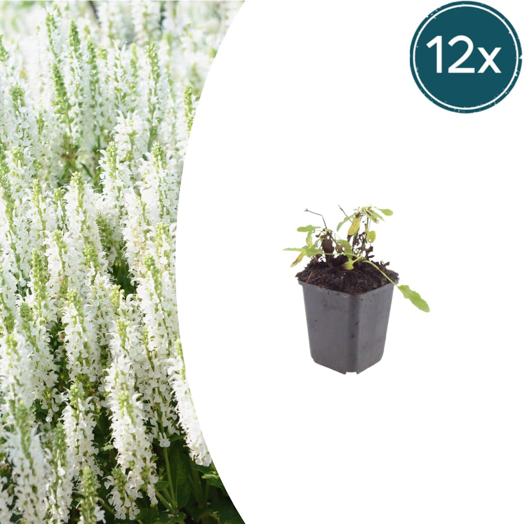 Salvia nemorosa Schneehügel – Ø9cm – Höhe 10-25cm – Steppensalbei – Hellblaue Blütenähren – Bienenfreundlich für Beet & Steingarten