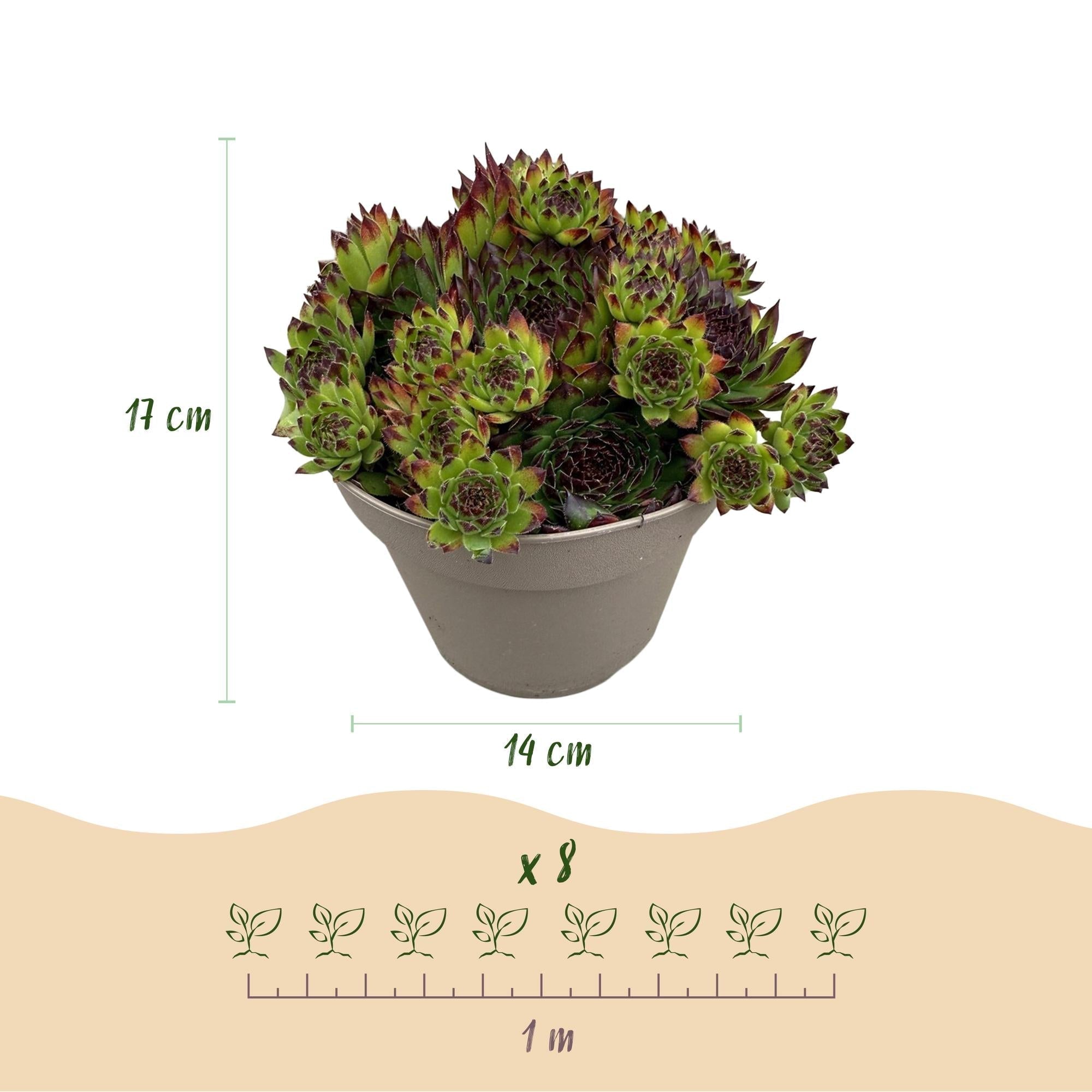 Bodendecker Sempervivum Big Sam – Winterhart – Verschiedene Farben – Pflegeleichte Hauswurz für Beete, Steingärten, Balkon & Terrasse – Plant