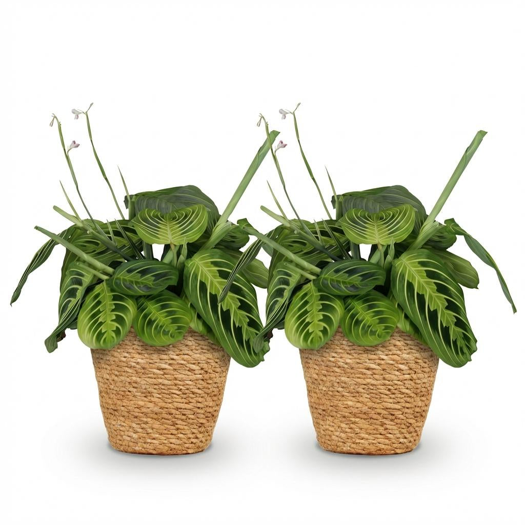 Maranta Fascinator Lemon Lime Zimmerpflanzen inkl. Naturkorb