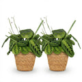 Maranta Fascinator Lemon Lime Zimmerpflanzen inkl. Naturkorb