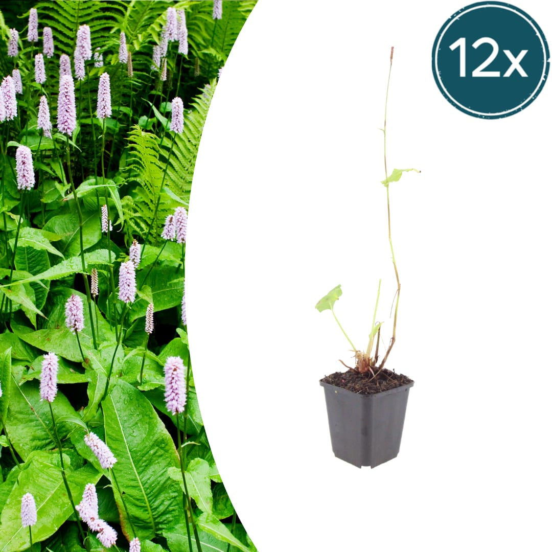 Persicaria amplexicaulis Alba – Ø9cm – Höhe 10-25cm – Winterharte Staude – Weiße Blütenähren – Bienenfreundlich für Beet & Naturgarten