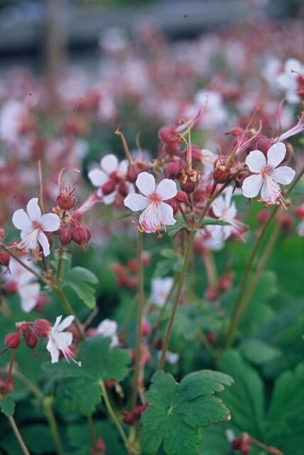 Felsen – Storchschnabel Geranium macrorrhizum 'Spessart' – Winterharter Bodendecker – Ø9cm Töpfe – Höhe 10-25cm – Plant