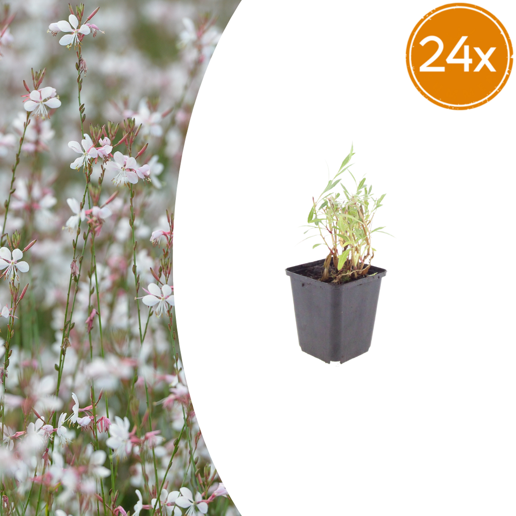 Gaura lindheimeri Prachtkerze – Ø9cm – Höhe 10-25cm – Weiße Rosa Blüten – Sommerblühende Staude – Für Beet, Präriegarten & Kübel