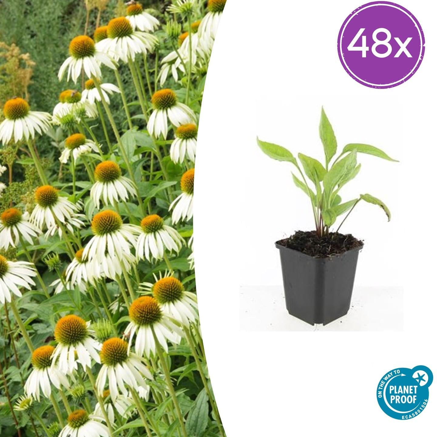 Scheinsonnenhut – Echinacea purpurea 'White Swan' – ↑10-25cm – Ø9cm – Weiße Blüten, Bienen – Plant