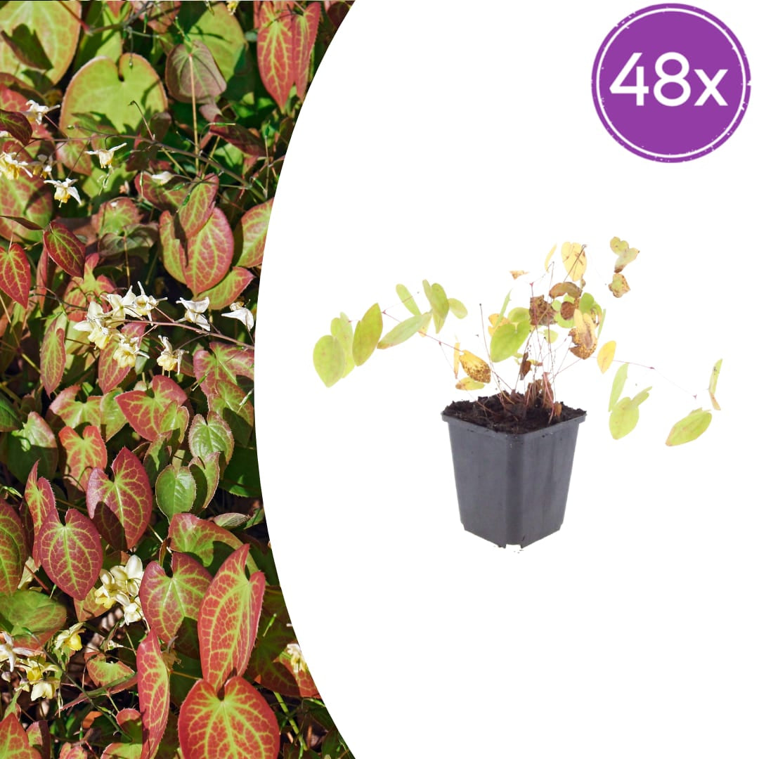 Elfenblume Epimedium × youngianum ‘Niveum’ – 10-25cm – Ø9cm – Weiße Schattenstaude – Winterharter Bodendecker für Garten & Gehölzrand