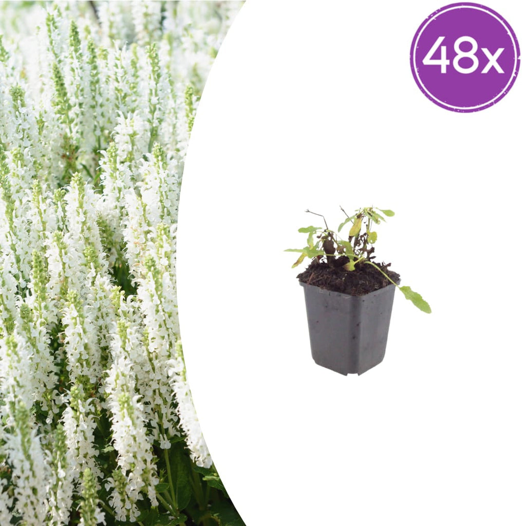 Salvia nemorosa Schneehügel – Ø9cm – Höhe 10-25cm – Steppensalbei – Hellblaue Blütenähren – Bienenfreundlich für Beet & Steingarten