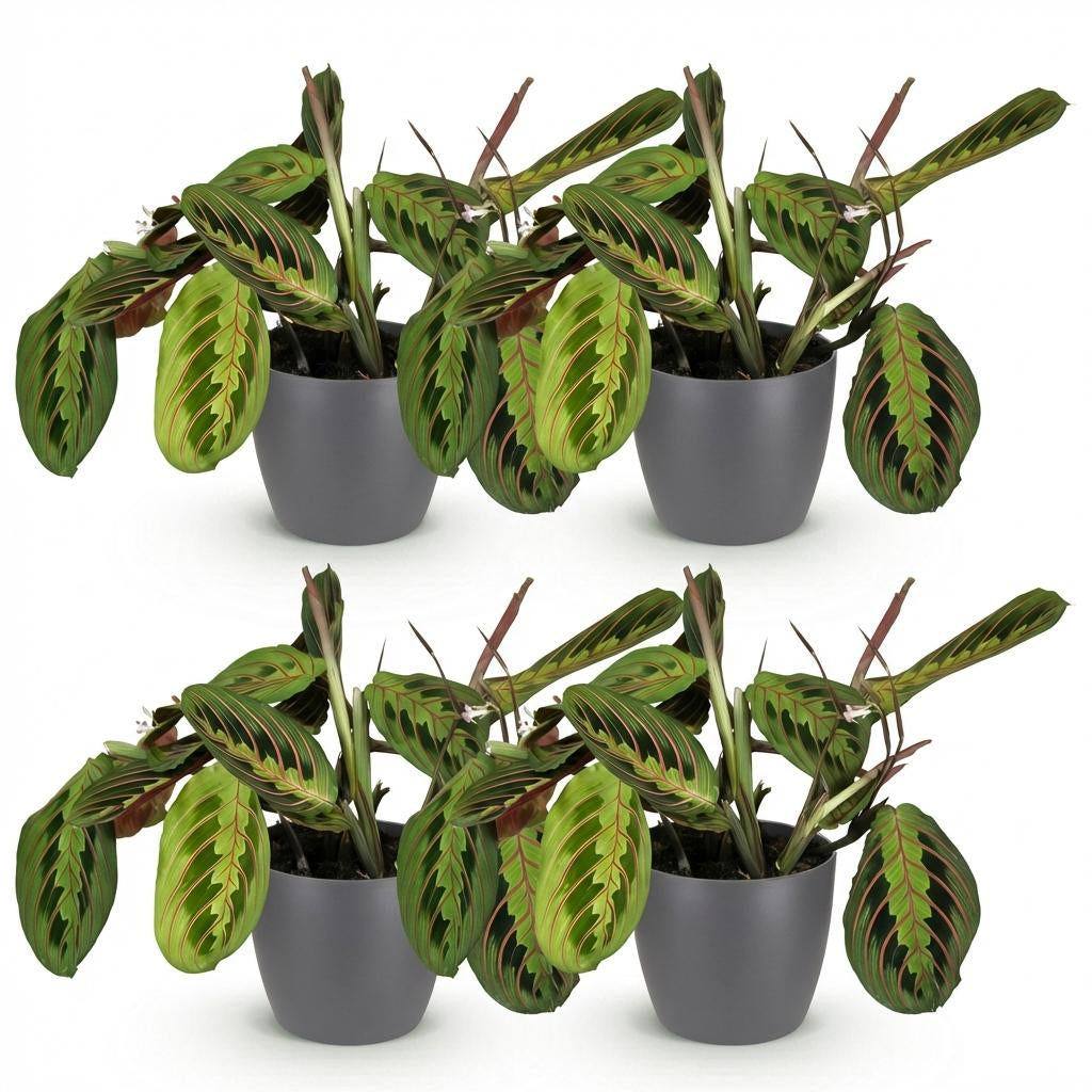 Maranta Fascinator Tricolour Gebetsblatt Pflanze mit grauem Topf Ø12cm Höhe 25cm Haustierfreundliche pflegeleichte Grünpflanze für Zimmer & Büro