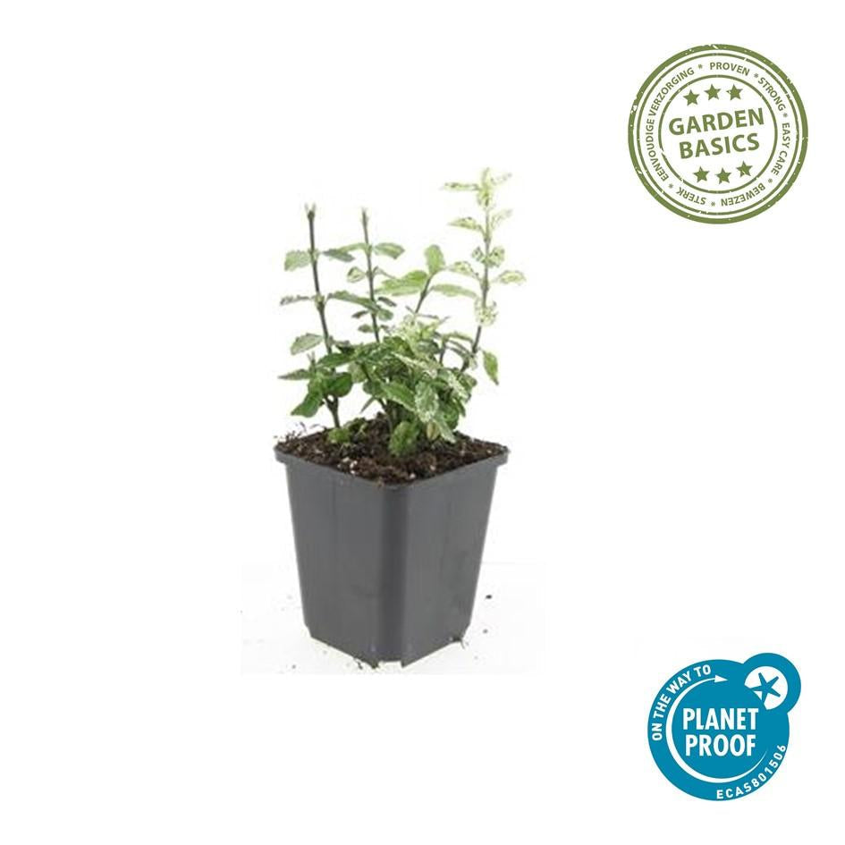 Kriechspindel – Euonymus fortunei 'Harlequin' – ↕10-25cm – Ø9cm – Buntlaub – Sonne & Schatten – Pflegeleicht – Winterhart – Plant