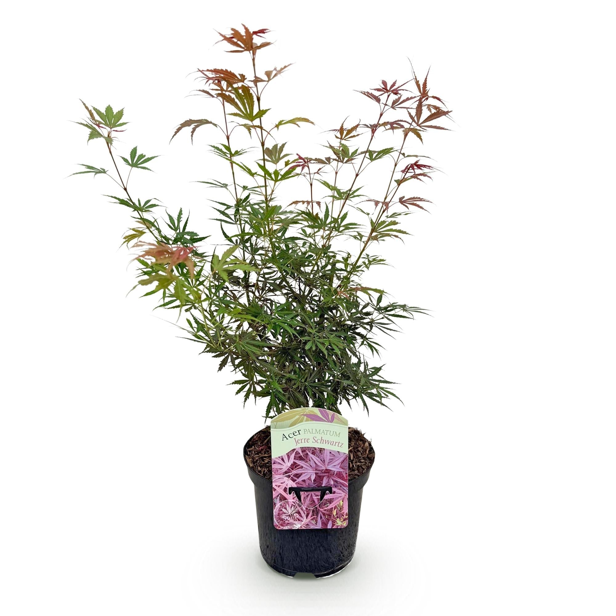 Japanischer Ahorn Acer palmatum 'Jerre Schwartz' – Dunkelrot – Balkon – & Gartenpflanze – Ø19cm – Ca. 70cm hoch – Plant