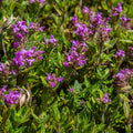 Thymus serpyllum Pflanzenset – Ø9cm – Duftender Bodendecker für sonnige Standorte – Plant