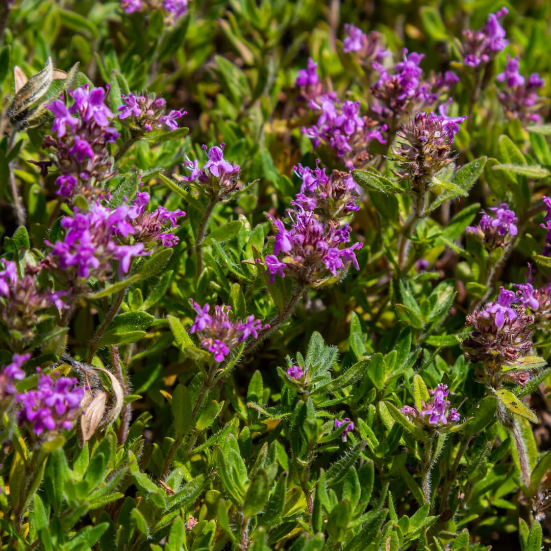 Thymus serpyllum Pflanzenset – Ø9cm – Duftender Bodendecker für sonnige Standorte – Plant