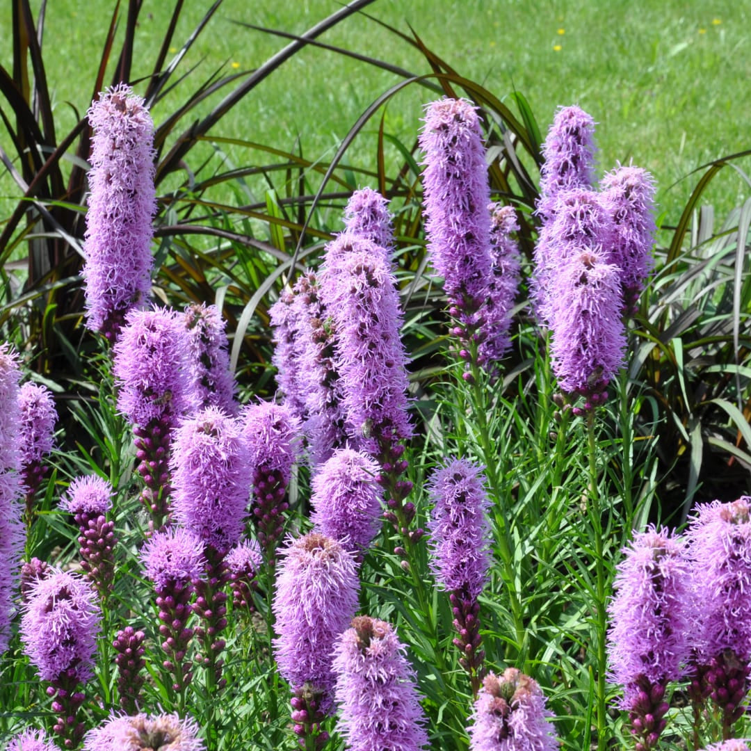 Liatris spicata – Ø9cm – Höhe 10-25cm – Winterharte Staude – Violettrosa Blütenähren – Bienen