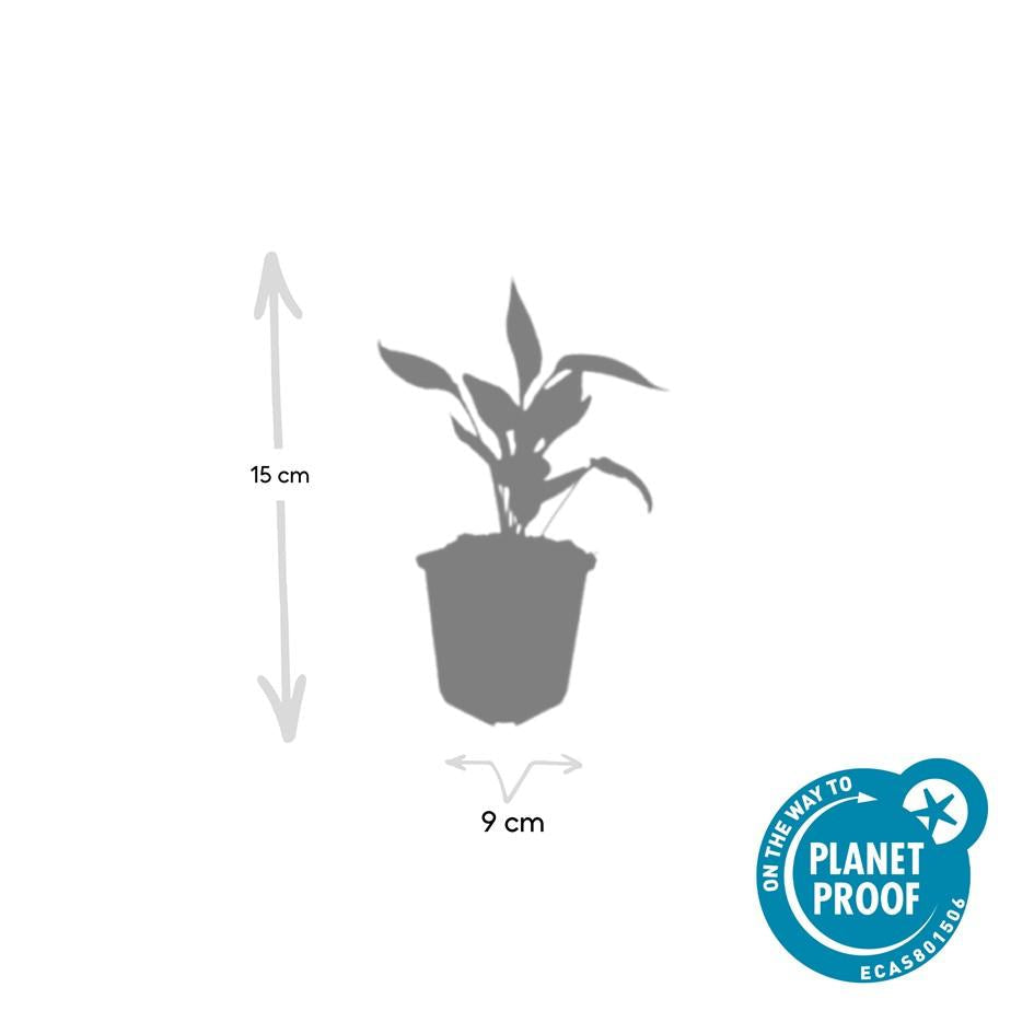 Scheinsonnenhut – Echinacea purpurea 'White Swan' – ↑10-25cm – Ø9cm – Weiße Blüten, Bienen – Plant