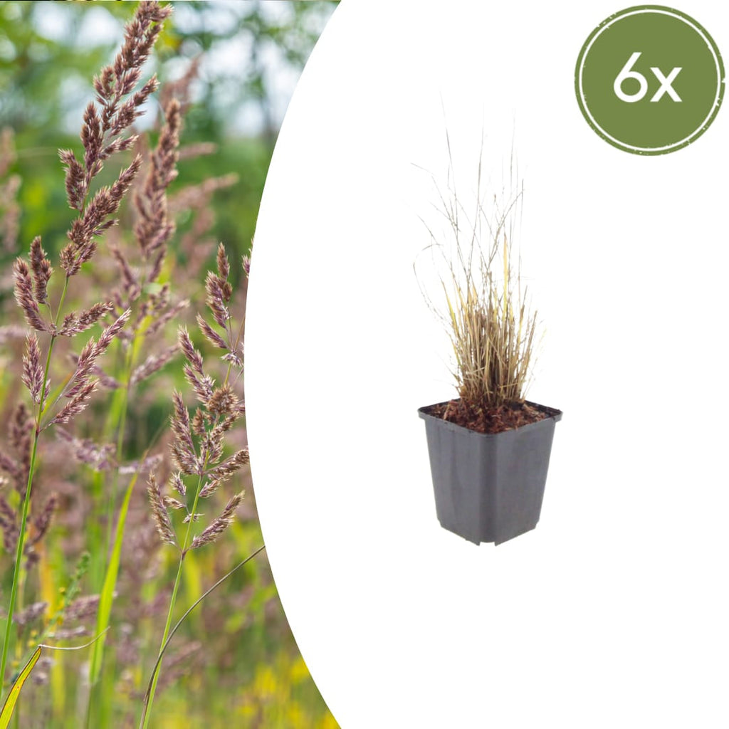 Calamagrostis brachytricha – Diamantgras – 10-25cm – Ø9cm – Ziergras mit rosafarbenen Blütenrispen