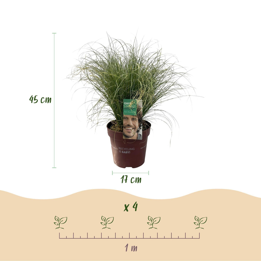 Neuseeland Segge Carex comans Frosted Curls – Ø17cm – Immergrün – Pflegeleicht – Elegantes Ziergras mit silbernem Glanz – Höhe ca. 50cm – Plant
