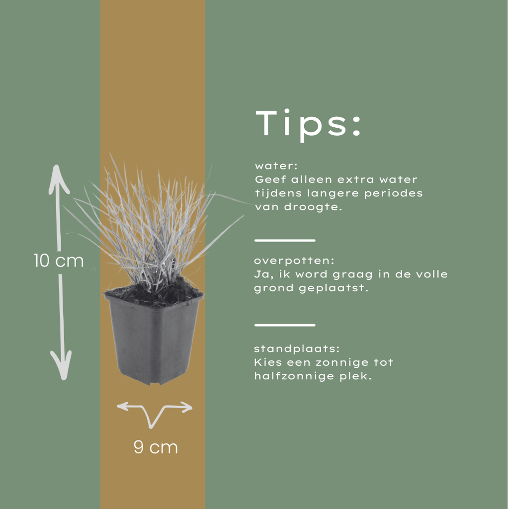 Sesleria autumnalis – Ø9cm – Höhe 10-25cm – Winterhartes Ziergras – Goldbraune Herbstfärbung