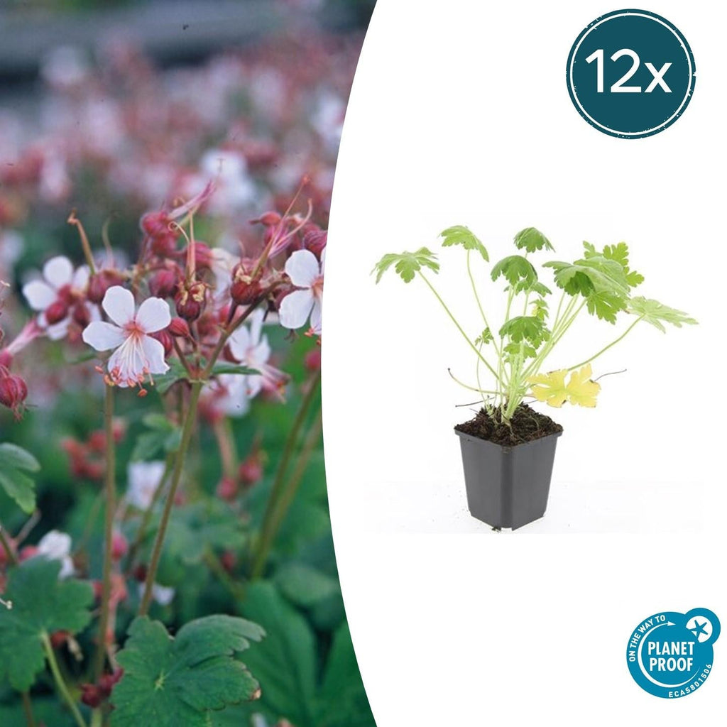 Felsen – Storchschnabel Geranium macrorrhizum 'Spessart' – Winterharter Bodendecker – Ø9cm Töpfe – Höhe 10-25cm – Plant