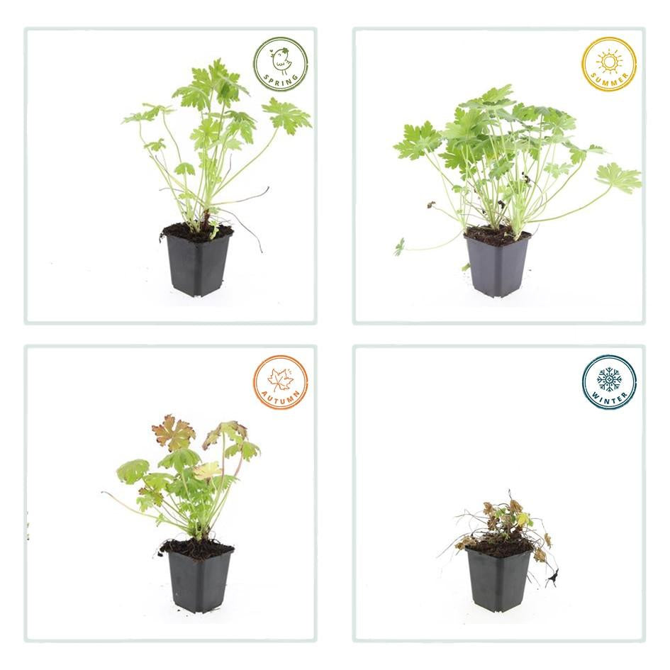Balkan – Storchschnabel – Geranium macrorrhizum – Winterhart – Duftende Blätter – Ø9cm ↕10-25cm – Plant