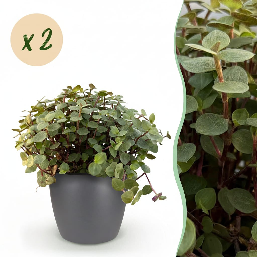 Calissia Repens Zimmerpflanze mit grauem Topf Ø12cm Höhe 17-20cm Haustierfreundliche Grünpflanze pflegeleicht für Wohnzimmer Büro Schlafzimmer