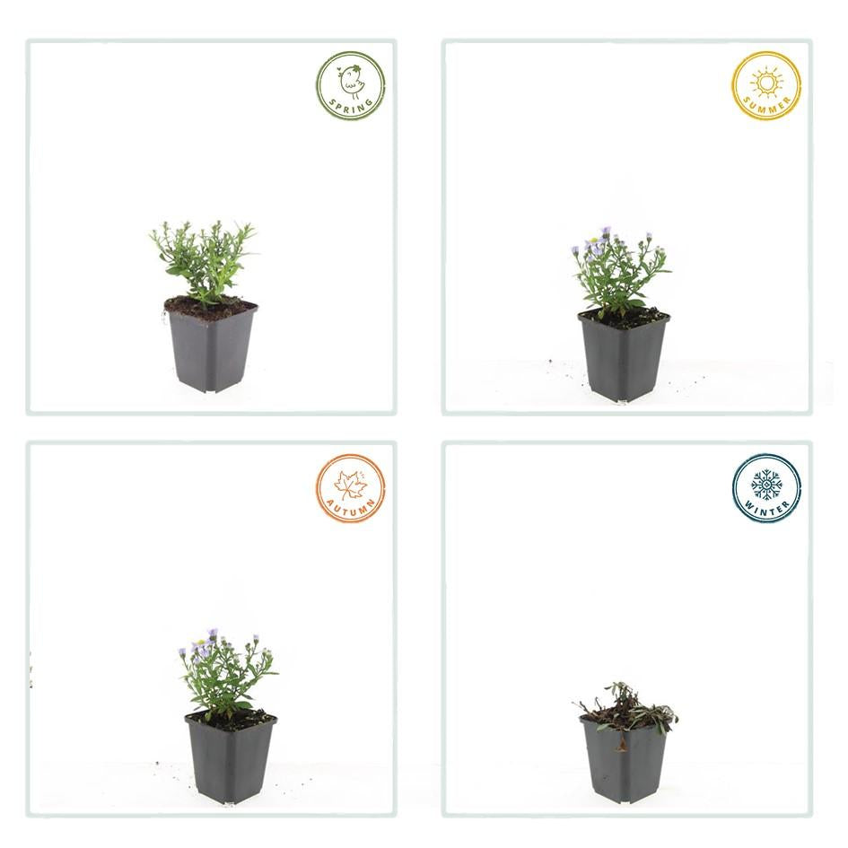 Kissen – Aster (D) 'Prof. Anton Kippenberg' – ↕10-25cm – Ø9cm – Lila Herbstblüte – Pflegeleicht – Beete & Töpfe – Plant