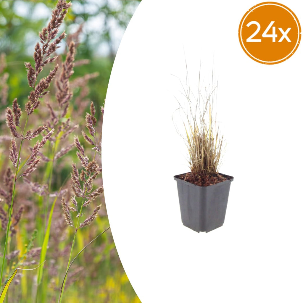 Calamagrostis brachytricha – Diamantgras – 10-25cm – Ø9cm – Ziergras mit rosafarbenen Blütenrispen