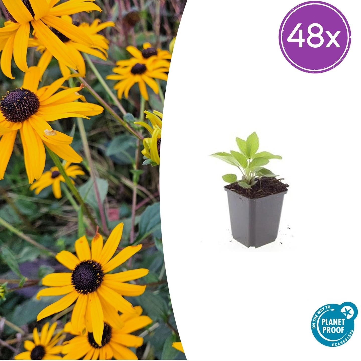 Leuchtender Sonnenhut Rudbeckia fulgida 'Goldsturm' – ↕10-25cm – Ø9cm – Gelbe Blüten – Bienenfreundlich – Pflegeleichte Staude – Plant