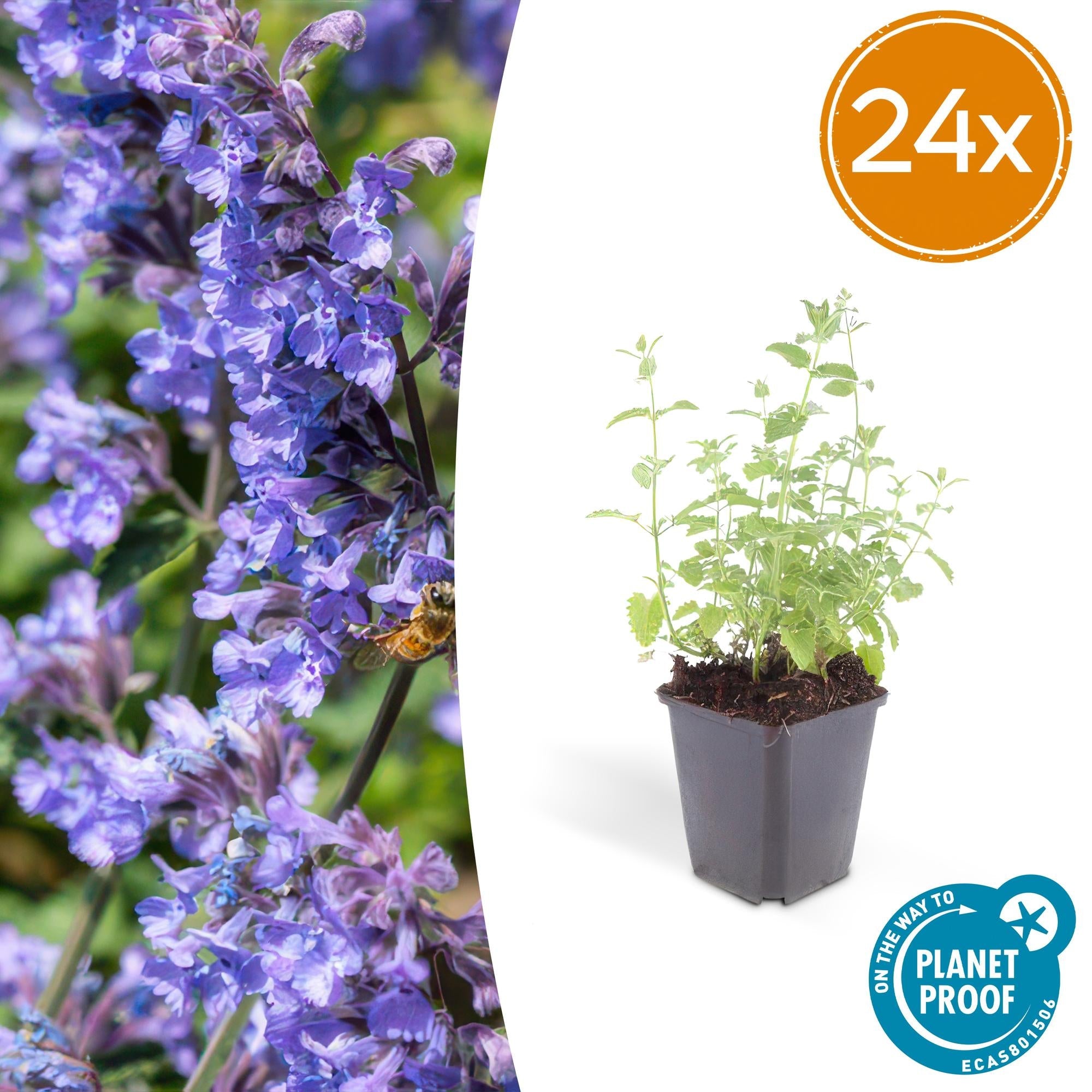 Katzenminze – Nepeta 'Six Hills Giant' – ↕10-25cm – Ø9cm – Lila – blühende Staude – Bienen & Schmetterlinge – Sonnig & Pflegeleicht – Plant
