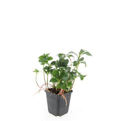 Schattengrün Pachysandra terminalis 'Green Sheen' – ↕10-25cm – Ø9cm – Pflegeleicht & Winterhart – Plant